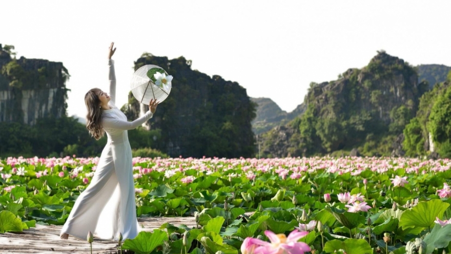 Amazing lotus blossoming in early autumn